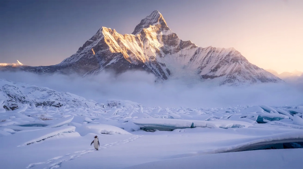 Bild 1 von Kunstfotografie Königliche Berglandschaft Süd Georgien einsamer Pinguin  by Andre Bergmann